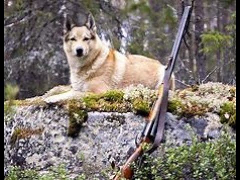 Редкое охотничье ремесло!