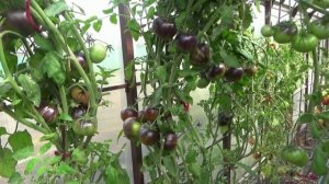 У меня РОДИЛСЯ новый сорт в результате расщепления томата Софии Сааковой.