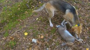 Охота на зайца 24.09.2025. Я поднял - Ая привела под выстрел.