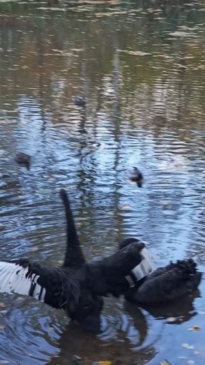 черный лебедь позирует