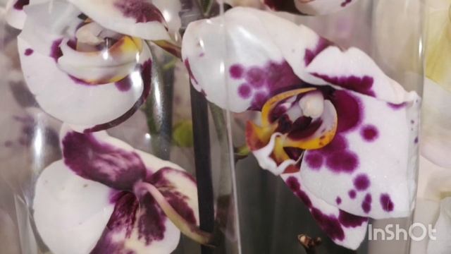 Обзор орхидей в Лемано Про/25.09.25/