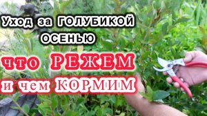 Обрезка и уход садовой голубики осенью.