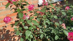 Опять пересадки. Почему? И как эксперименты?