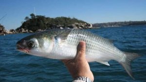 Кефаль, ловля кефали в Чёрном море, снасть на кефаль своими руками