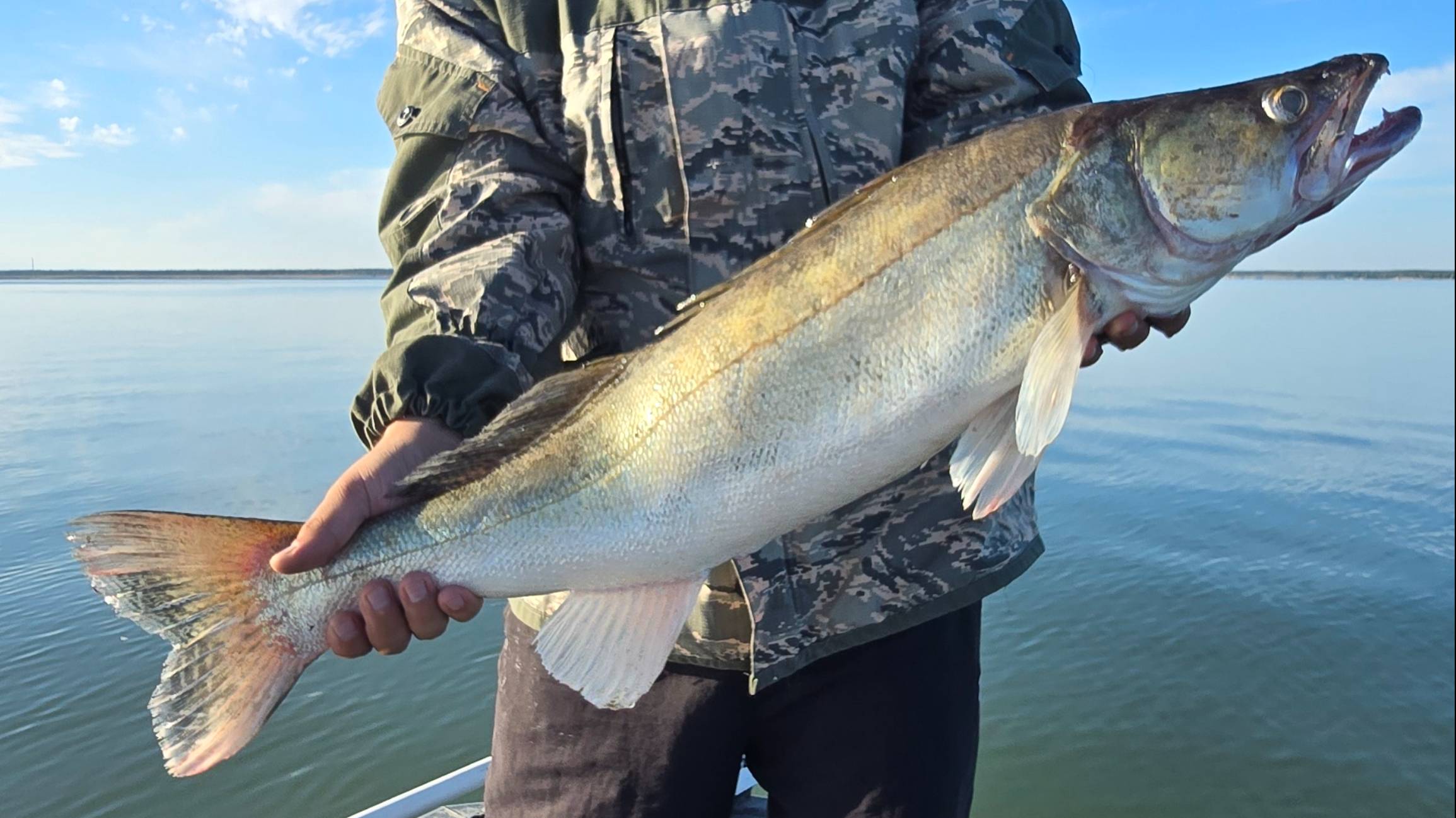 Пойманные рыбы на паноптикс. Учились Panoptix смотреть онлайн