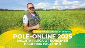 Комплексная защита рапса в Северо-Казахстанской области | Pole-Online 2025 #рапс #гербицид #фунгицид