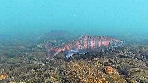 ЛОСОСЬ ПРЁТ НА НЕРЕСТ НА КАМЧАТКЕ. РЫБАЛКА ПО ДИКИМ МЕСТАМ