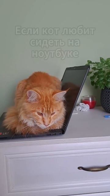 кот программист 😄 смотреть онлайн