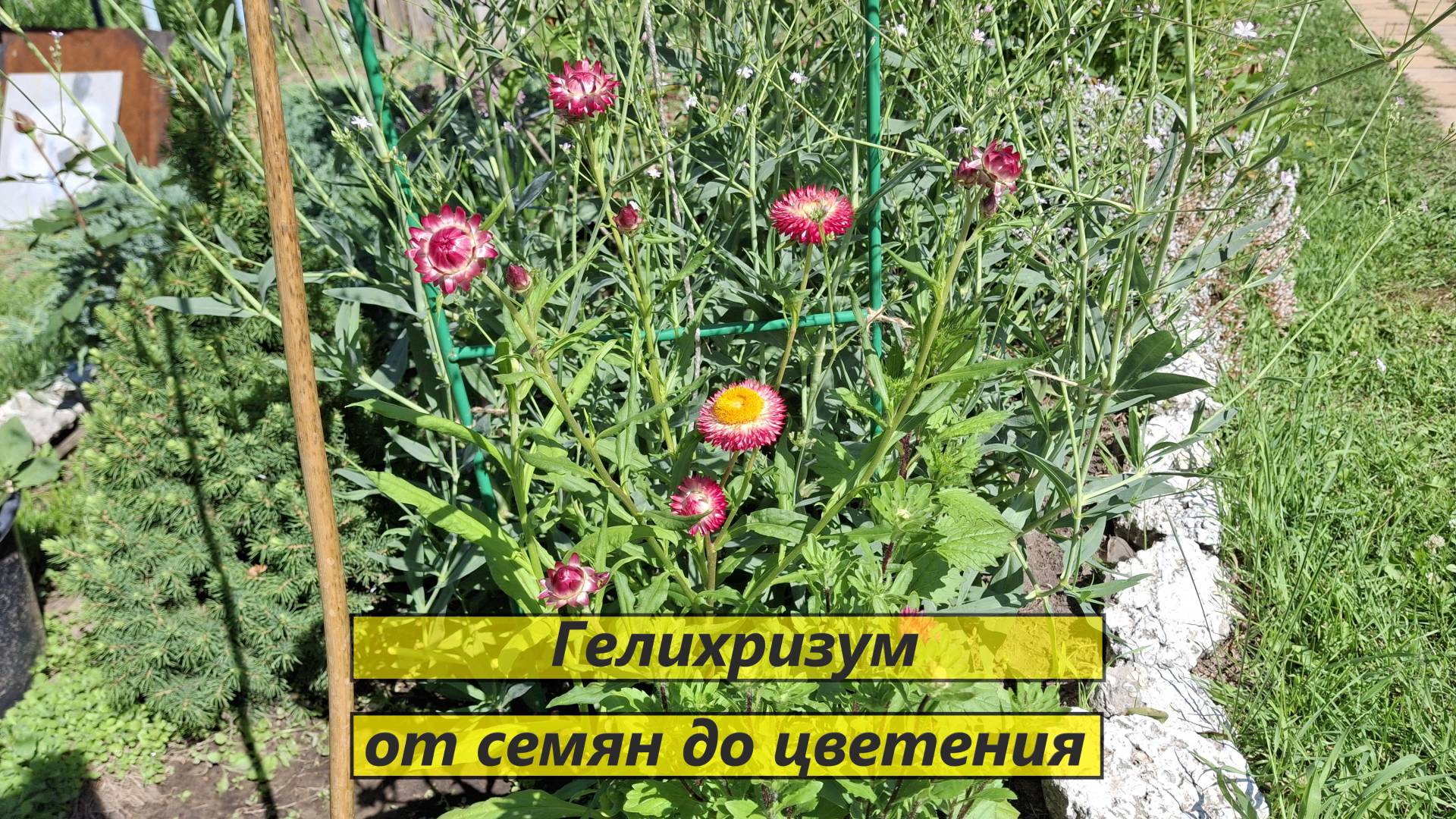 Гелихризум - сухоцвет от посева до цветения. #112