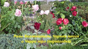 Розы первогодки Черная магия, Черри герл и Велленшпиль #109