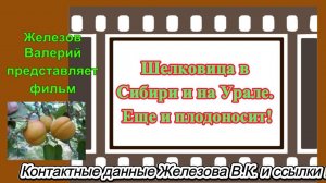 Шелковица в Сибири и на Урале. Еще и плодоносит!