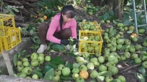 Собираю сметанное яблоко, которое продаю на сельском рынке. Жизнь во Вьетнаме