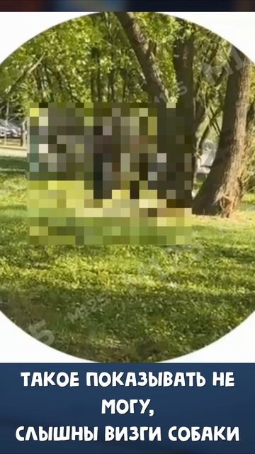 Twitch: EricMyval ЖЕСТОКОЕ ОБРАЩЕНИЕ С ЖИВОТНЫМИ смотреть онлайн