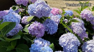 Осенняя обрезка крупнолистной гортензии!