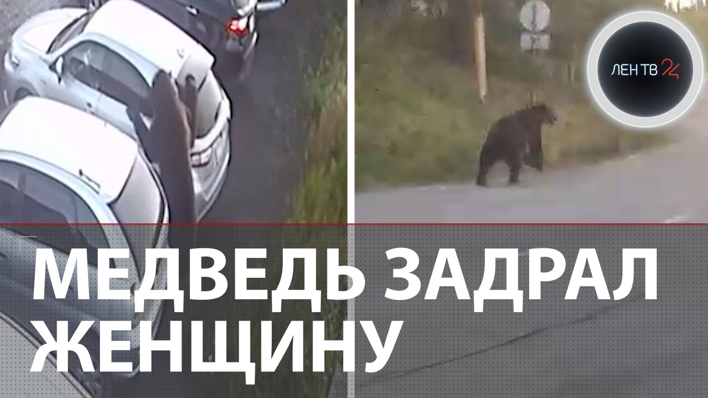 Медведь терроризировал город | «Очень большой» | Напал на троих жителей Камчатки за утро смотреть онлайн