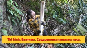 Thị Bình. Вьетнам. Сердцевины пальм из леса. Добыча, продажа и на еду.