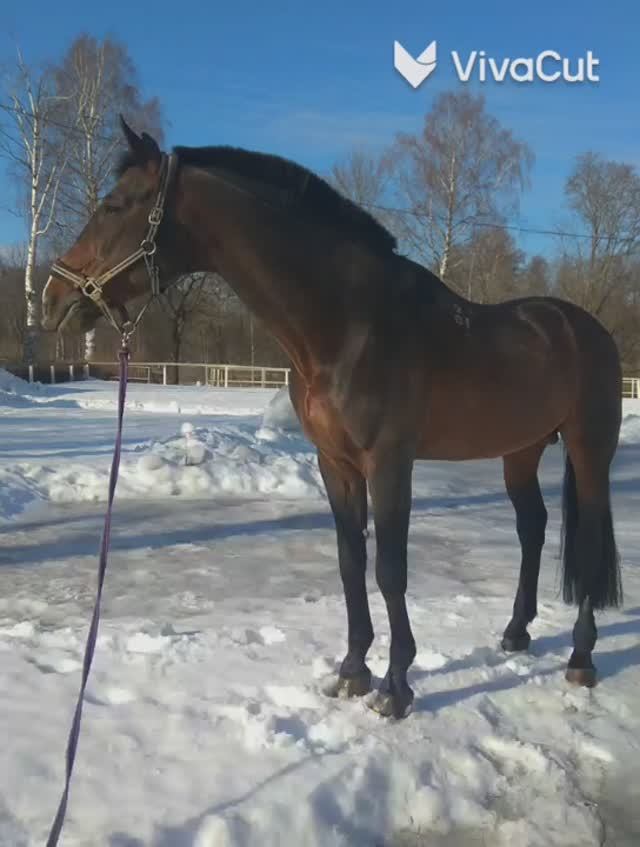 о жеребце Аналоге.mp4