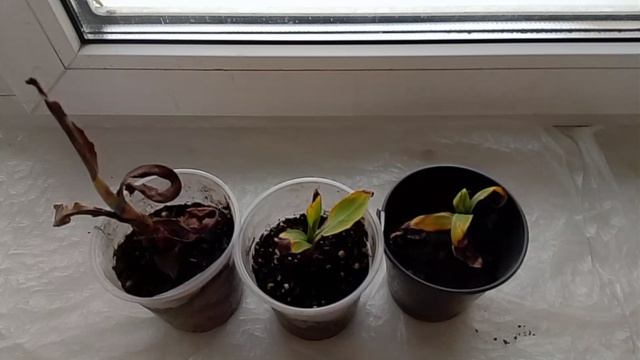 Банан Сентябрь 2025