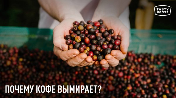 Арабика может исчезнуть / Как остановить этот процесс?