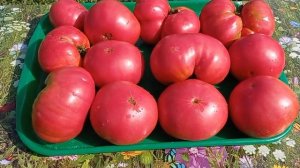 Крупные сорта в разрезе