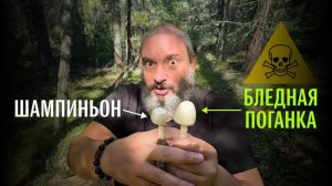 Как не перепутать и выжить. Бледная поганка, шампиньон, мухомор вонючий. Михаил Вишневский