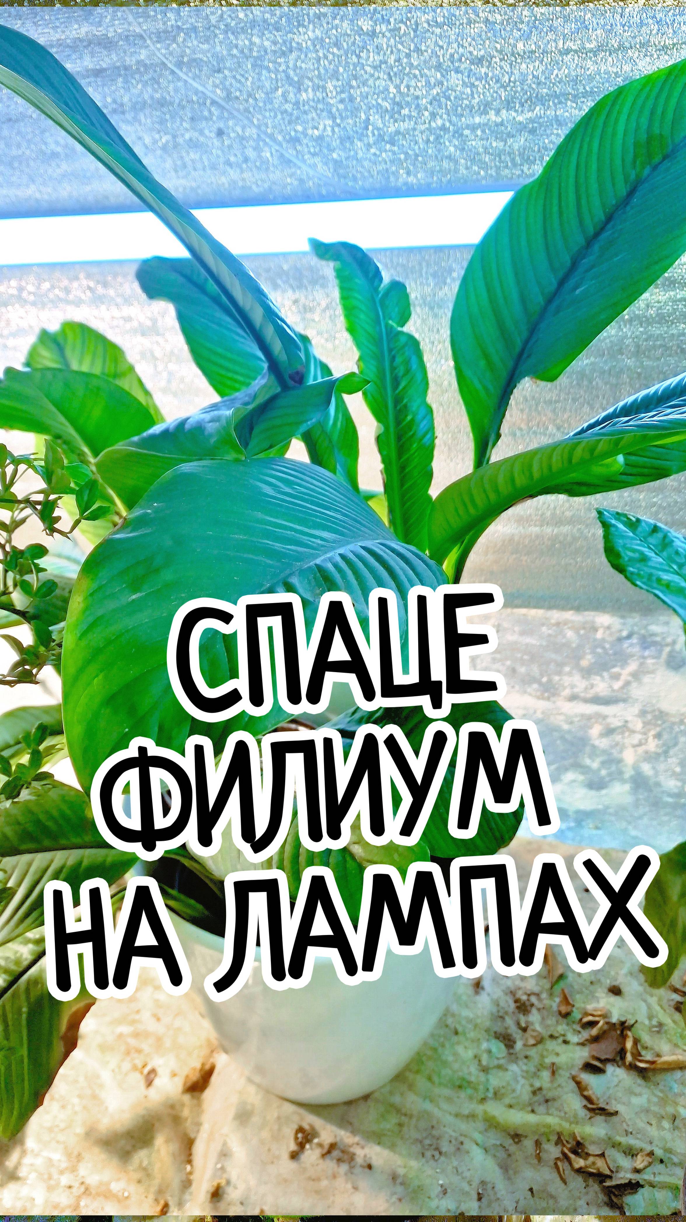 Огромное женское счастье!🌿💖 Спатифиллум сенсация. 🌸✨