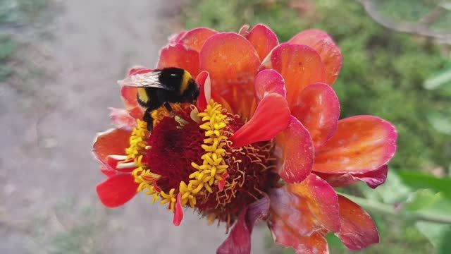 134. Домашние заботы и заготовки.