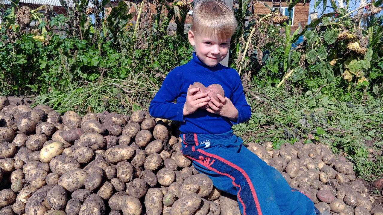 А в Тихоновке без картошки никак....