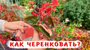 Как правильно черенковать бегонию вечноцветущую?