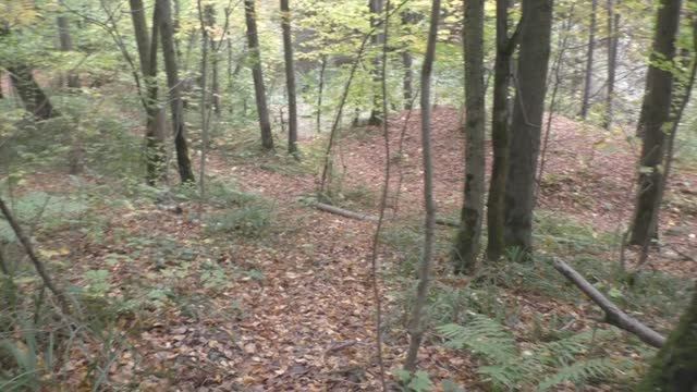 Осень входит в свои права. Прогулка по лесу.