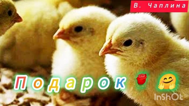 "ПОДАРОК🐤"/аудио рассказ/ В. Чаплина смотреть онлайн