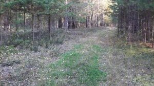 17 сентября/грибы/бабье лето в Тюмени