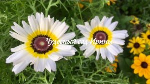 Чудесный сад Ирины. Хризантема однолетняя килеватая Полярная звезда