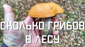Сколько грибов в лесу сейчас в Подмосковье осенью