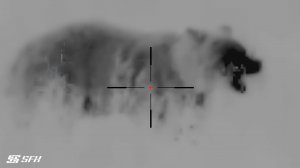 ОХОТА НА МЕДВЕДЯ с тепловизионным прицелом SFH VARG H50RL #охота #тепловизор