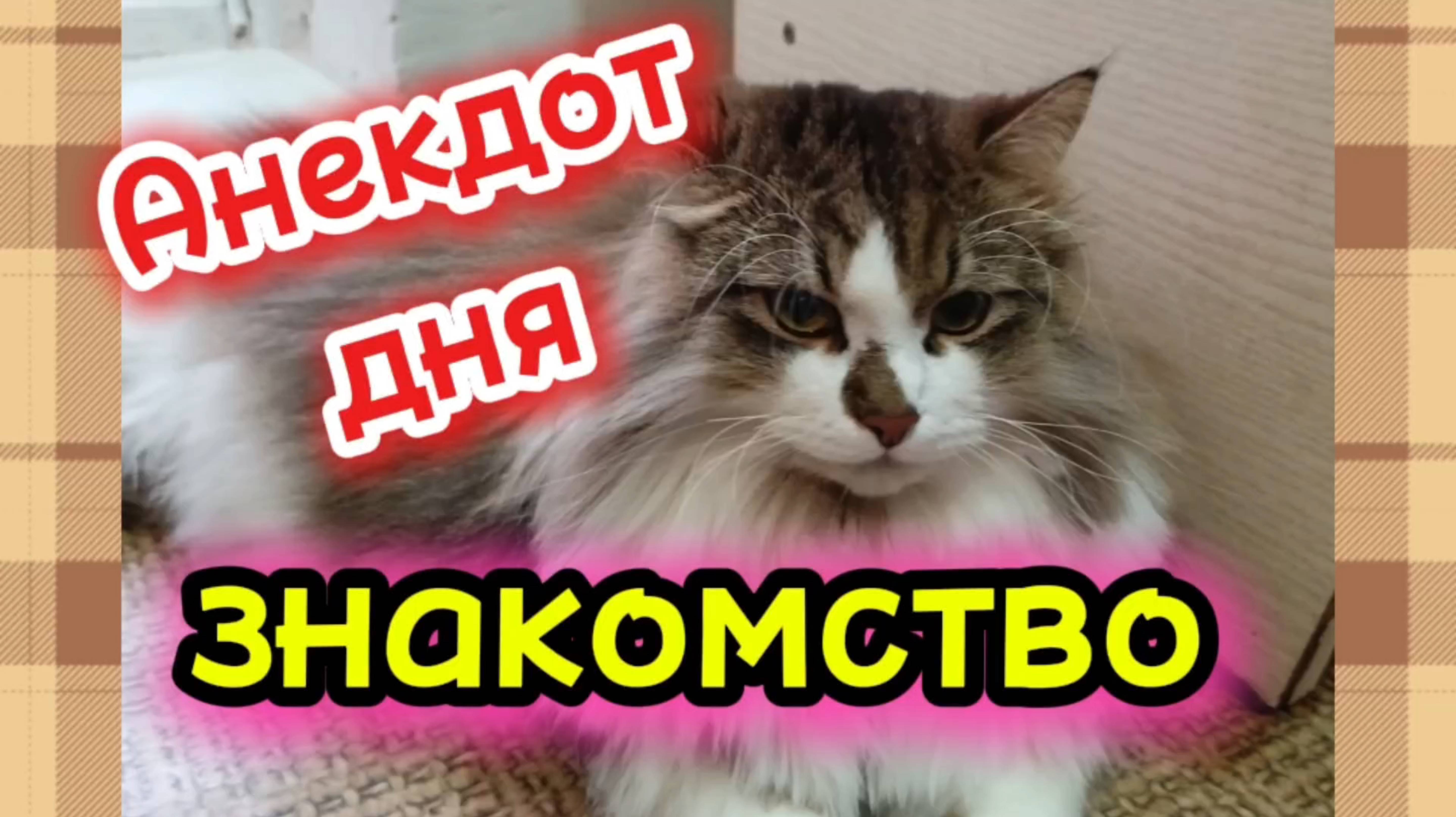 Анекдот дня. смотреть онлайн