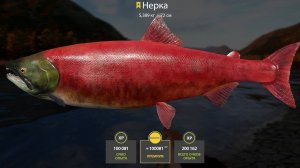 ЛУЧШАЯ РЕКА ДЛЯ ФАРМА НА МАТЧИ И КЛЕВЫЕ ТОЧКИ НА МЕДНОМ В РУССКОЙ РЫБАЛКЕ 4 РР4