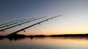 Лютый клёв сазана и сома на яме! Бешеная рыбалка на реке Дон