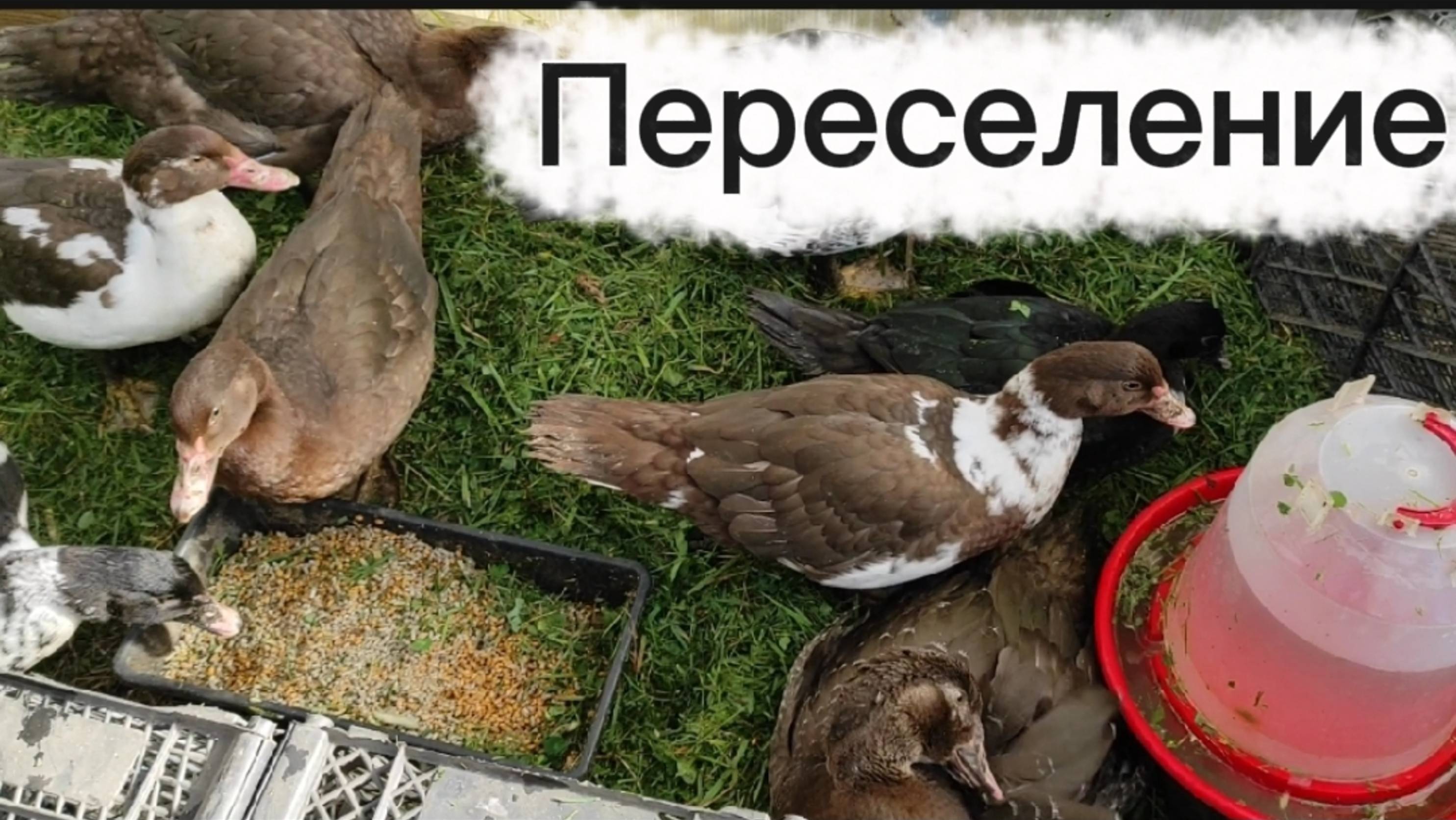 Похолодало. Снова переселение. смотреть онлайн