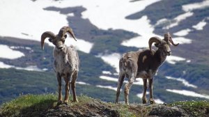Лето - снежные бараны "переодеваются".
