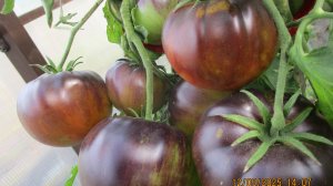 Я не собираюсь "ВОРОВАТЬ" сорт у Софии Сааковой! Обсуждаем актуальную тему со зрителями.