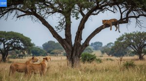 Львицы нападают на леопарда, сидящего на дереве!