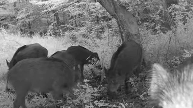 Кабанчики фото ловушка смотреть онлайн