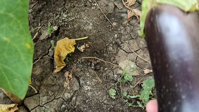 Какой урожай в этом году