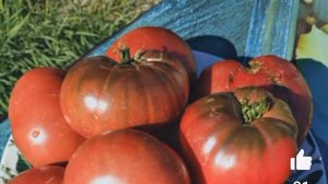 Томаты на кустах