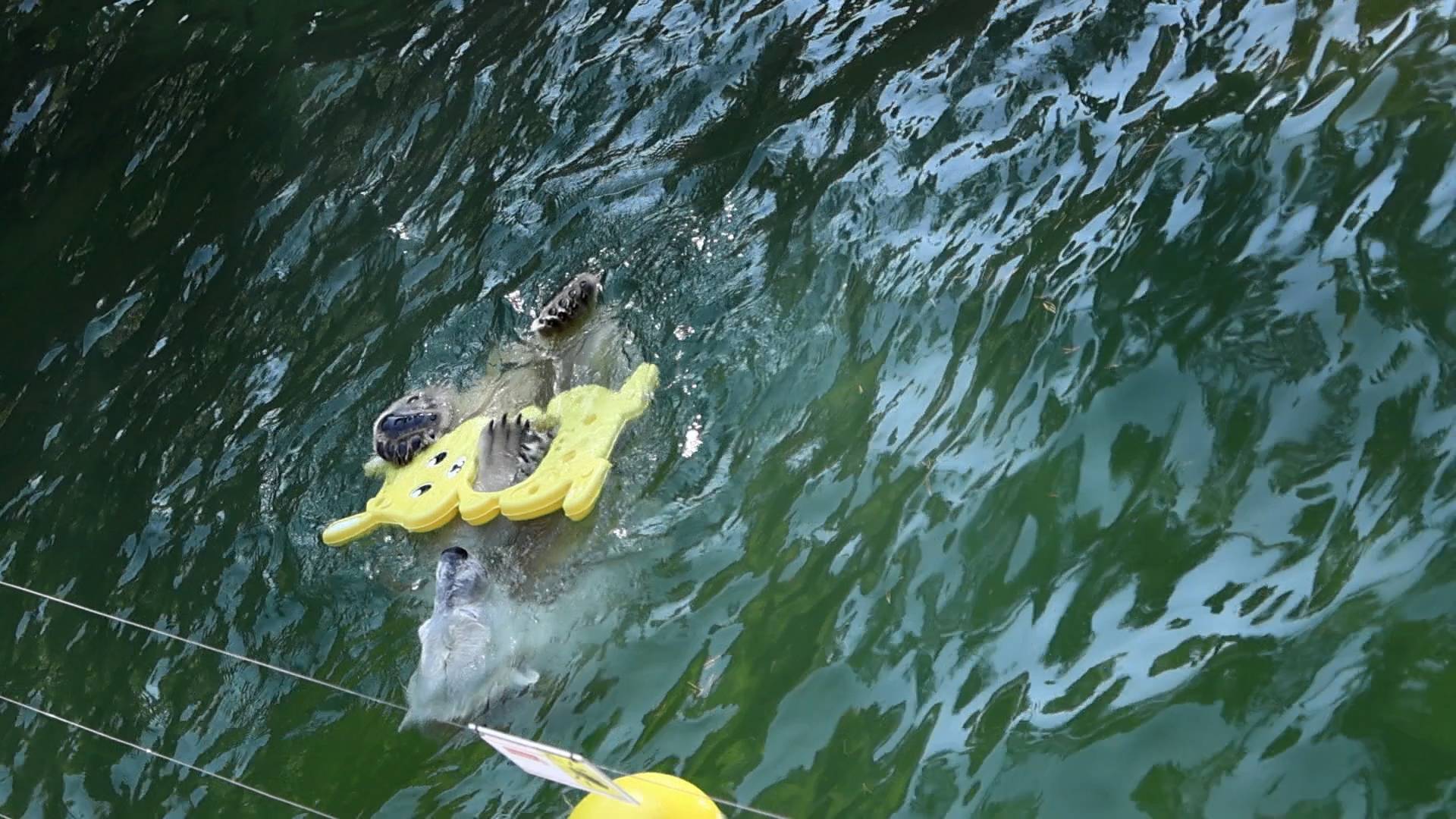 Белка и Стрелка играют в бассейне.. смотреть онлайн