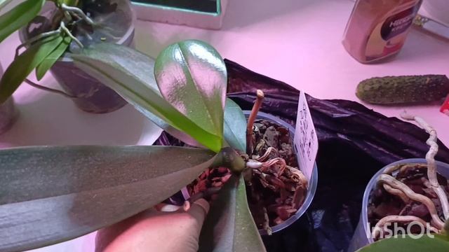 Девочки радость радостная купила сегодня вот эти орхидеи! В прекрасном взрослом возрасте! 🙏😍😍 смотреть онлайн