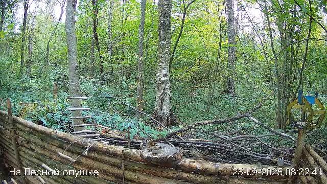 🍂СЕНТЯБРЬ в ЛЕСУ онлайн #Relaxing #природа #звуки леса #птицы #погода🍁 смотреть онлайн