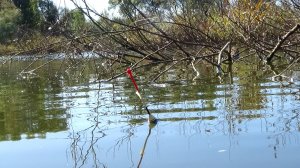 Рыбалка на карася на поплавок осенью на пруду - хорошая рыбалка и собрал необычные ресурсы