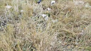 Очередной Рекорд, от Находок на Свалке.